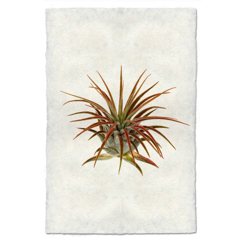 Air Plant Prints on Parchment