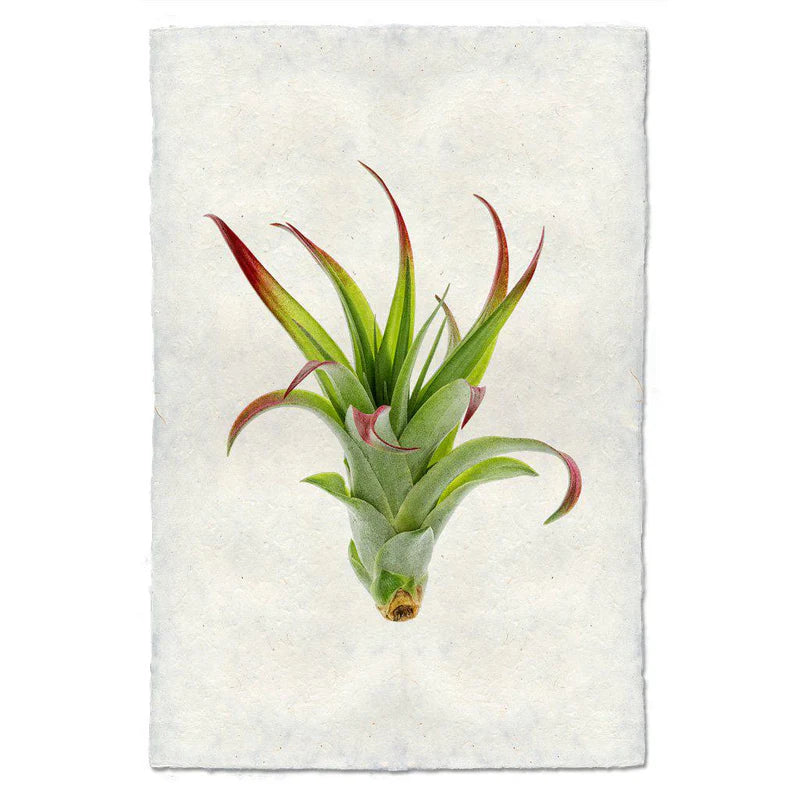 Air Plant Prints on Parchment