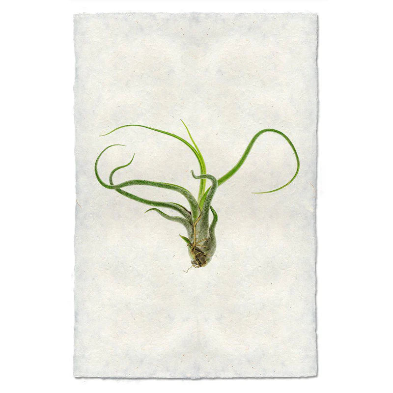 Air Plant Prints on Parchment