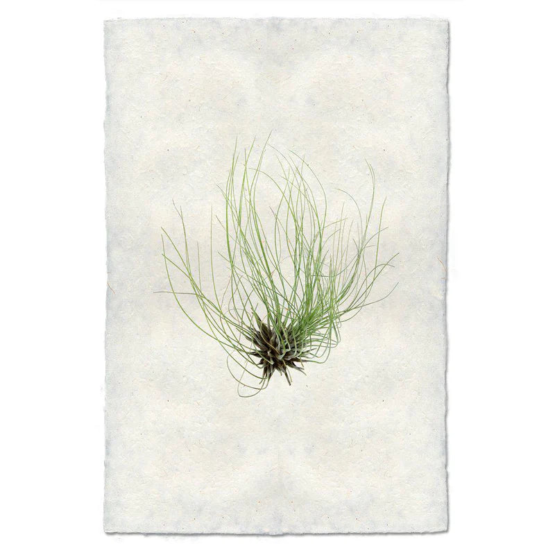 Air Plant Prints on Parchment