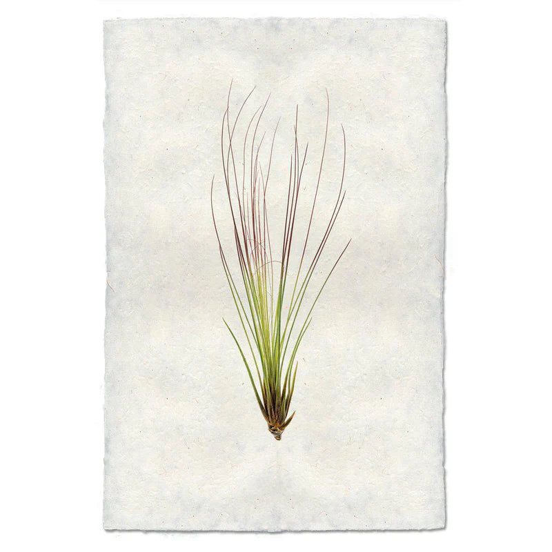 Air Plant Prints on Parchment