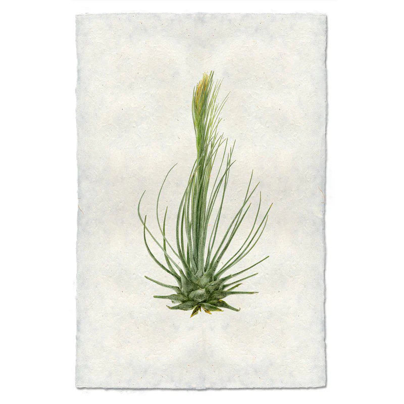 Air Plant Prints on Parchment