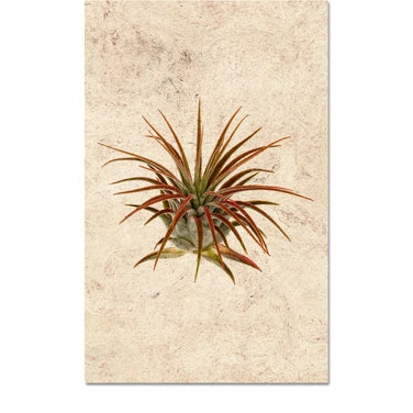 "Air Plant"