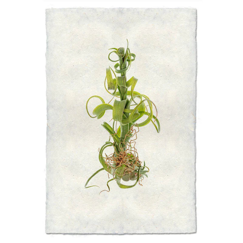 Air Plant Prints on Parchment