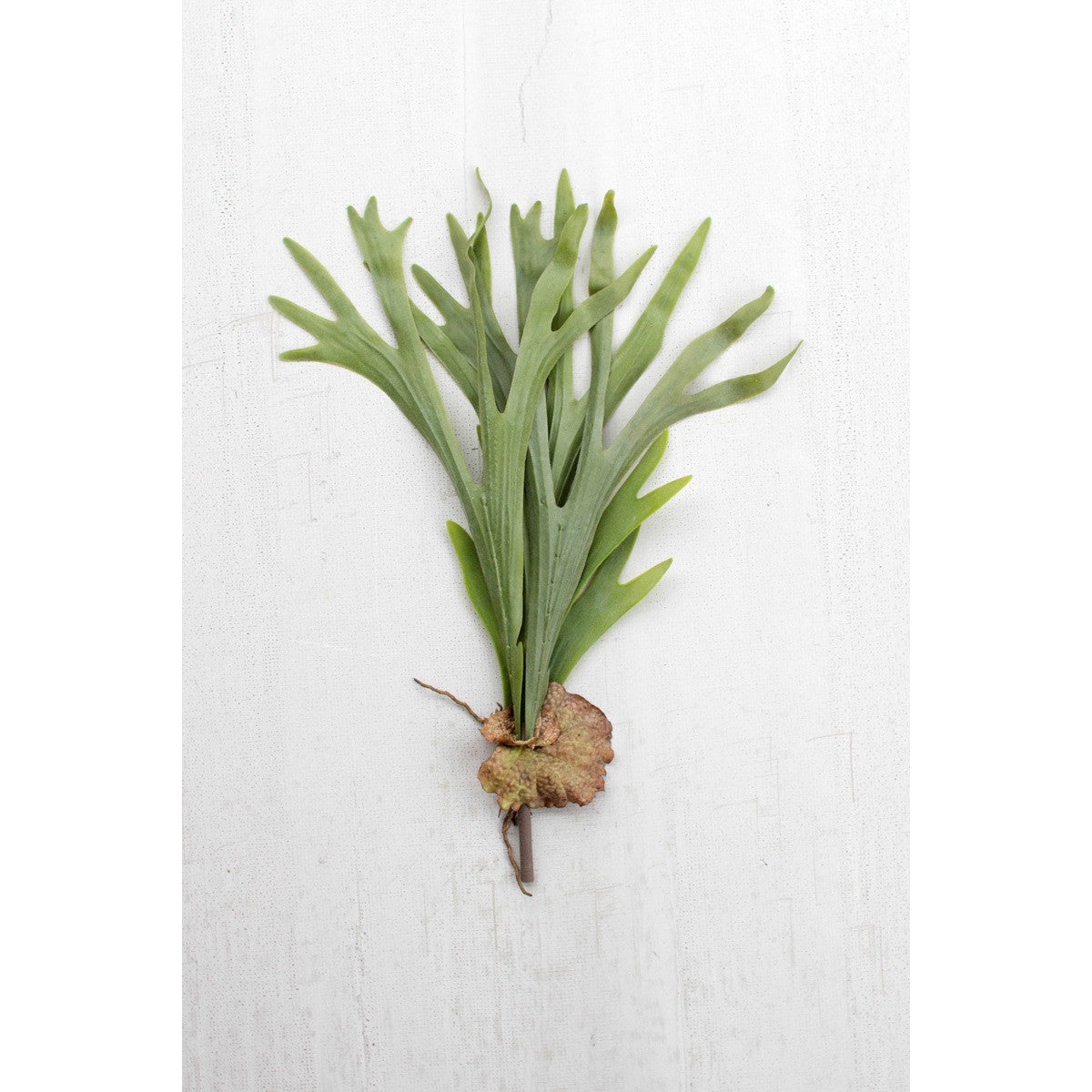 Artificial Staghorn Fern Stem